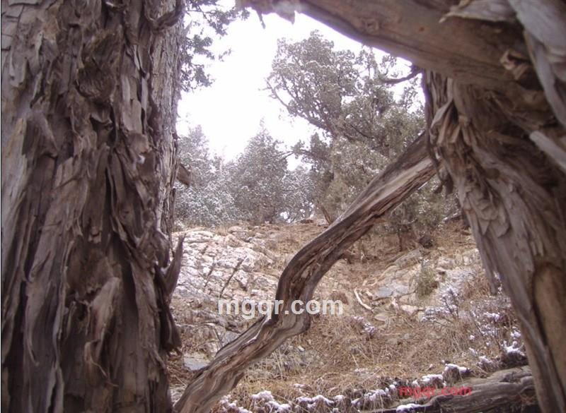 红枸杞子的第6张照片