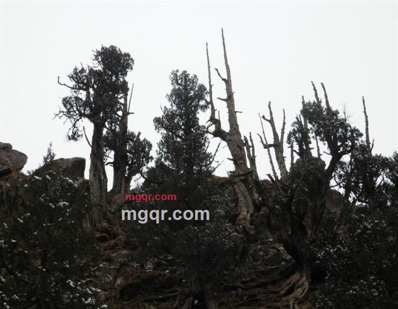 红枸杞子的第3张照片