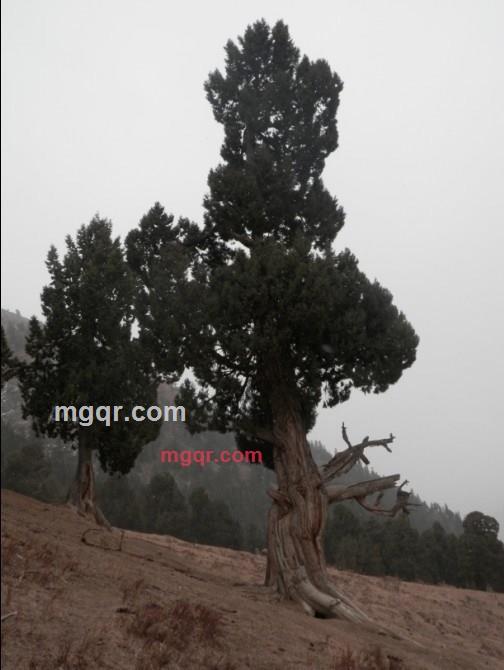 红枸杞子的第7张照片