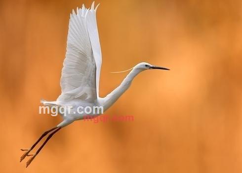 灬行者灬的第1张照片