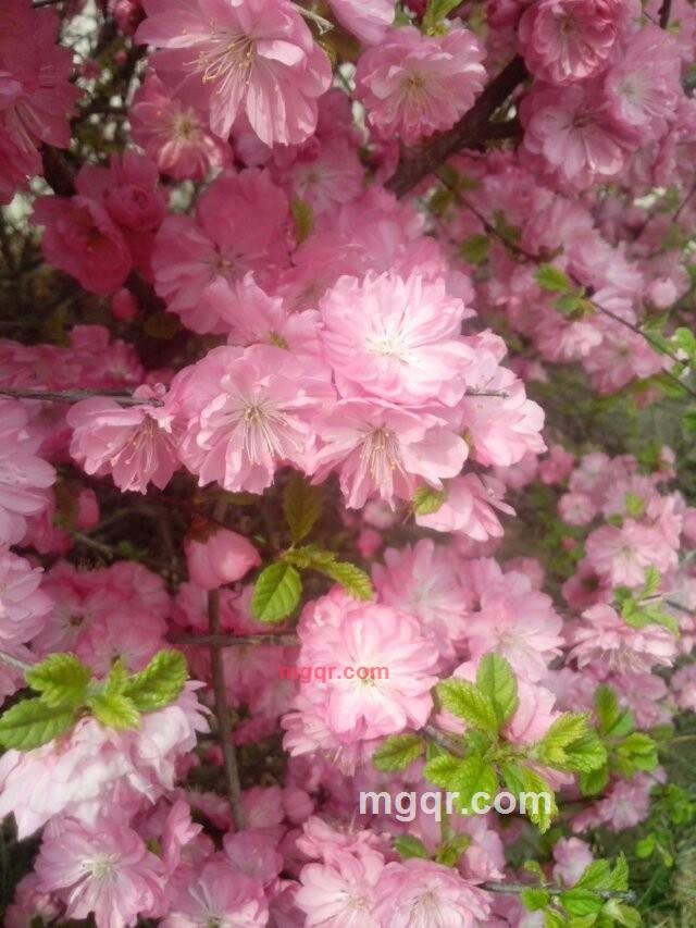 nibb的第3张照片