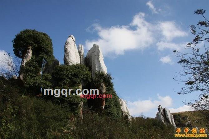 小牛独爱吃老草的第5张照片