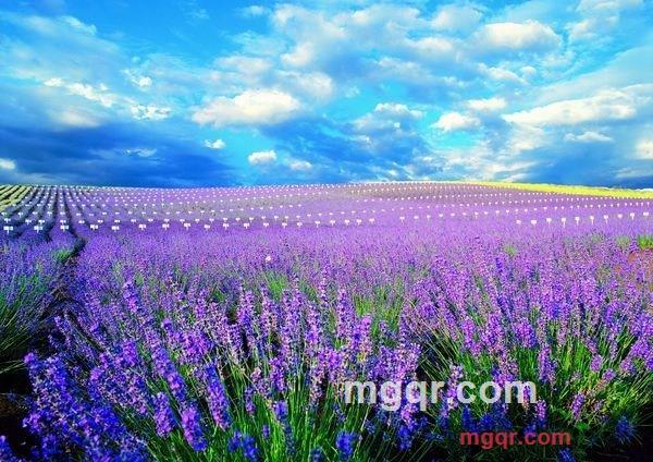 小牛独爱吃老草的第2张照片