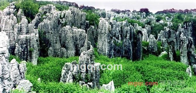 小牛独爱吃老草的第4张照片