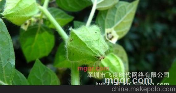 kejihao的第21张照片