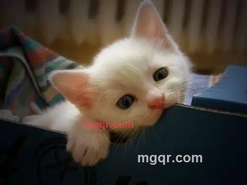 白月光的第2张照片