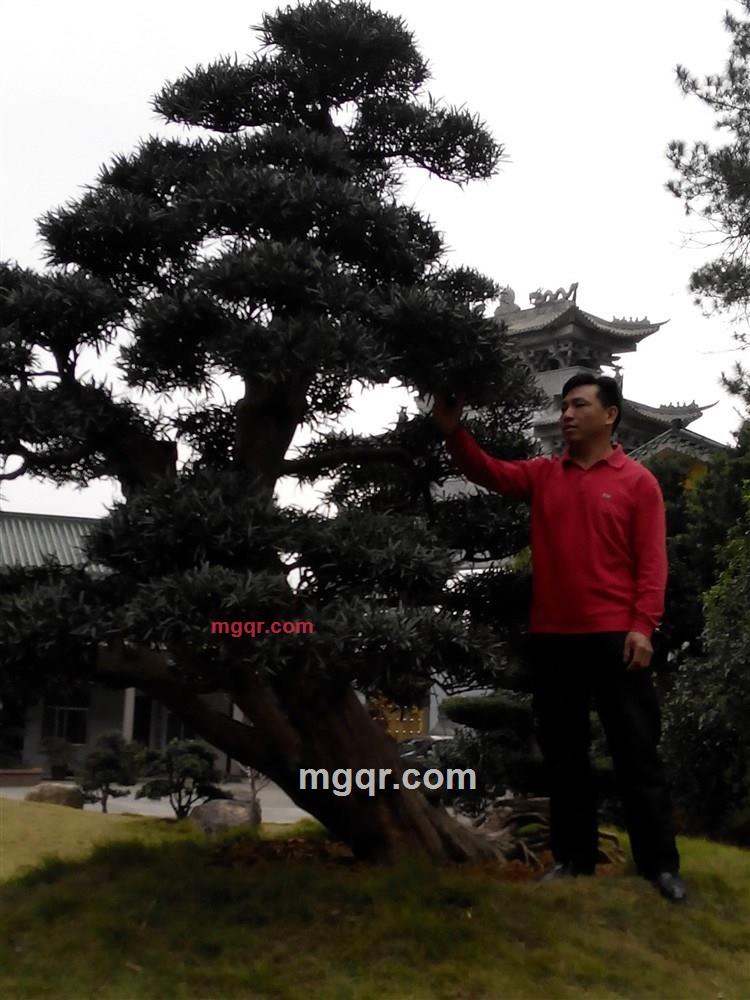 开富贵花的第1张照片