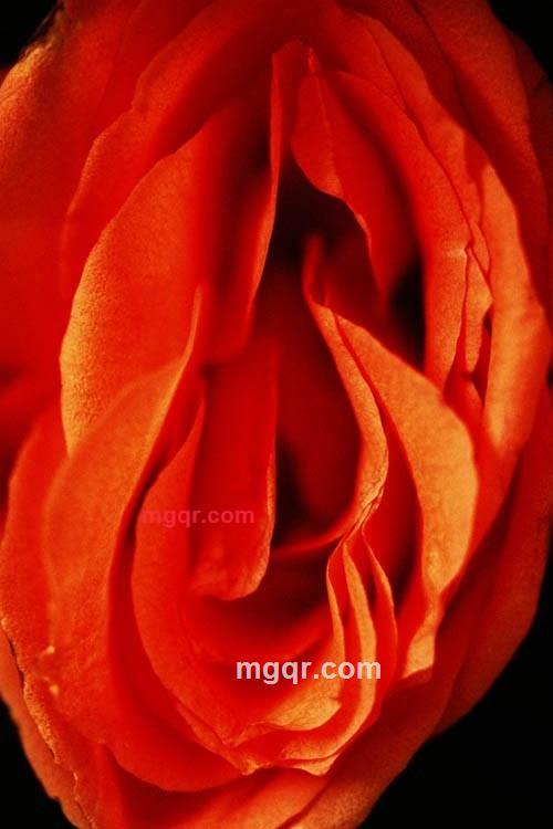 爱赏女人花的第1张照片