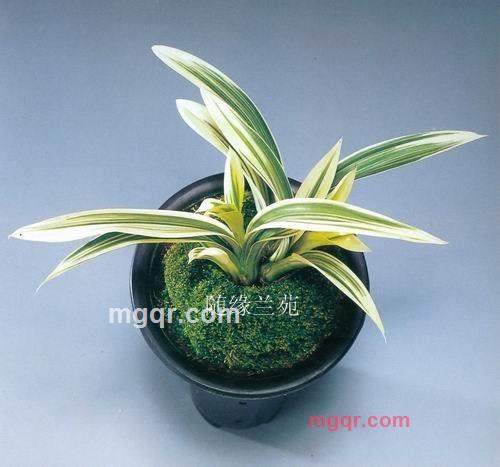 漓水独秀的第4张照片