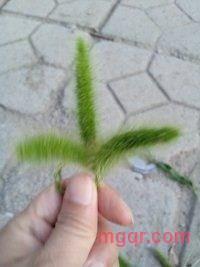 暂玩一会的第5张照片