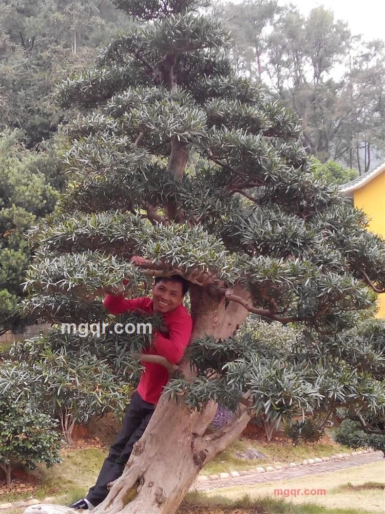 开富贵花的第2张照片