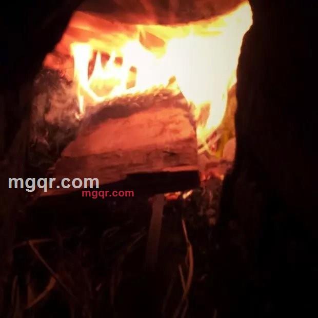 胖胖的小叶子的第5张照片