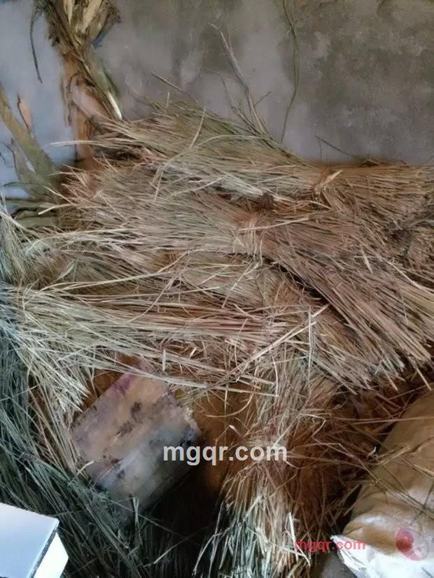 胖胖的小叶子的第1张照片