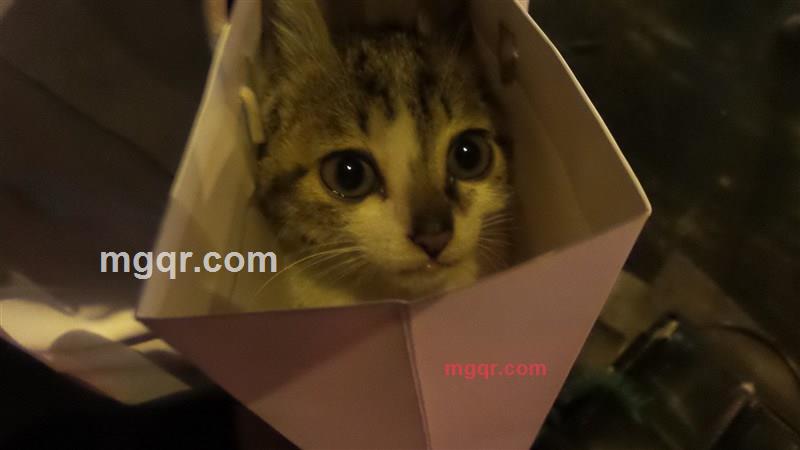 俺们看看的第1张照片