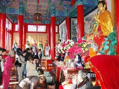 柳树杨柳的第1张照片