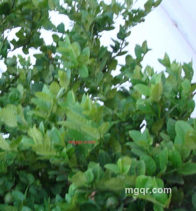 WZH88的第1张照片