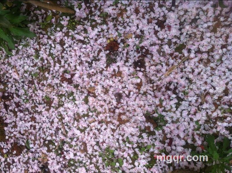 木樨花开的第1张照片