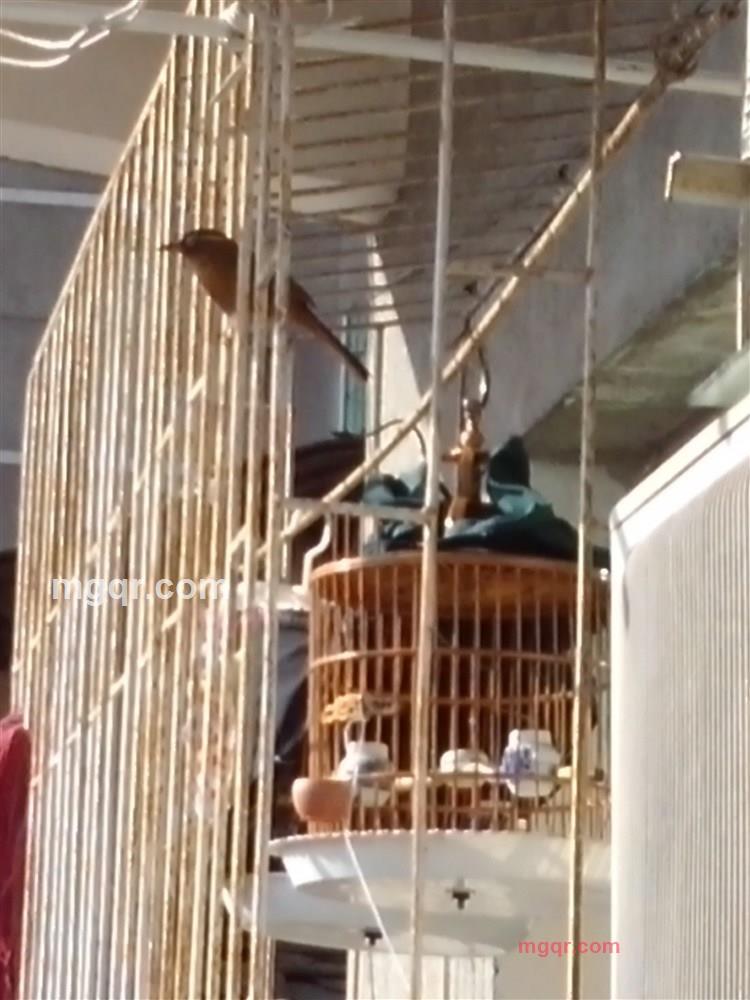 东哥紫阳人的第9张照片