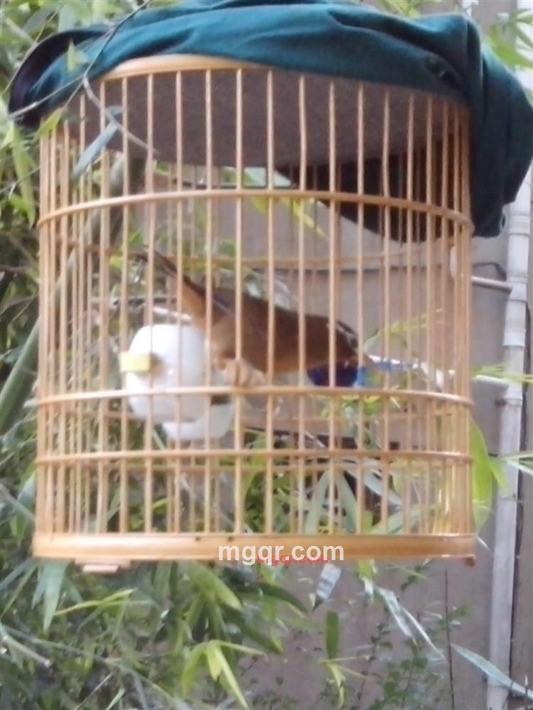 东哥紫阳人的第8张照片