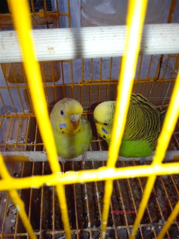 东哥紫阳人的第7张照片