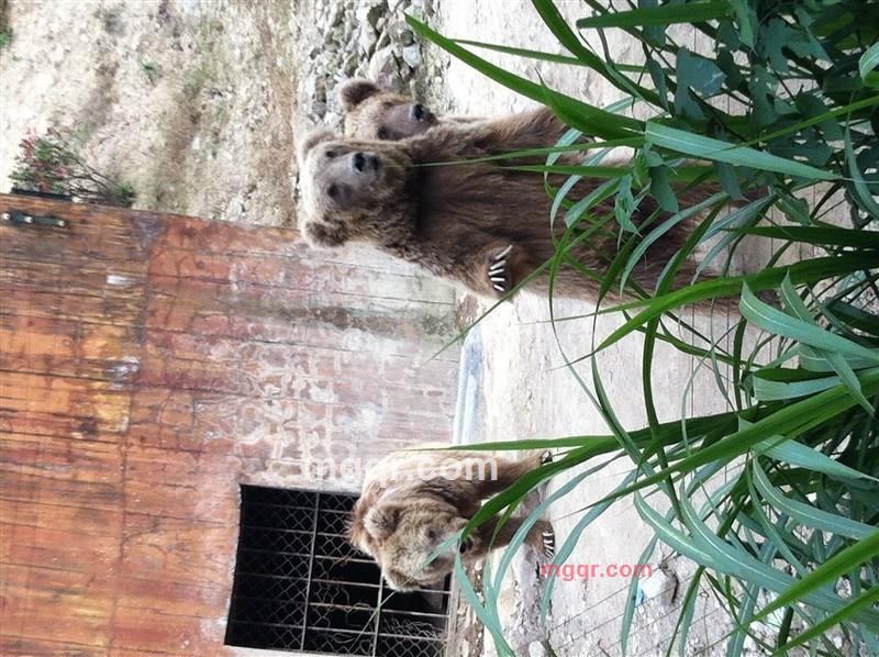 会飞@的鱼的第1张照片