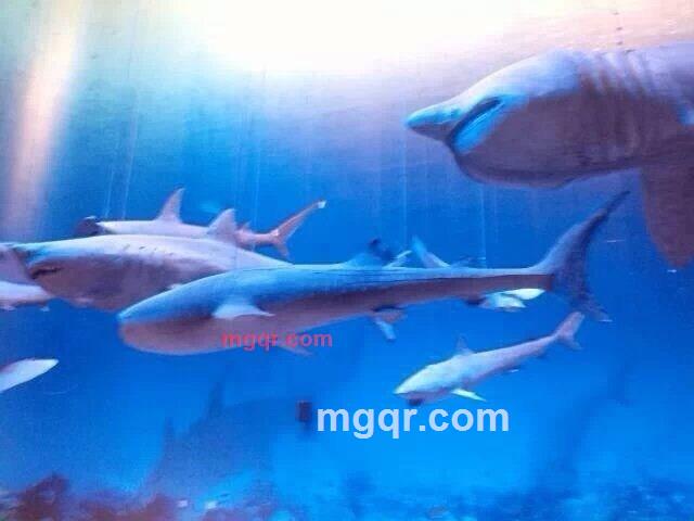 *龙强的第7张照片