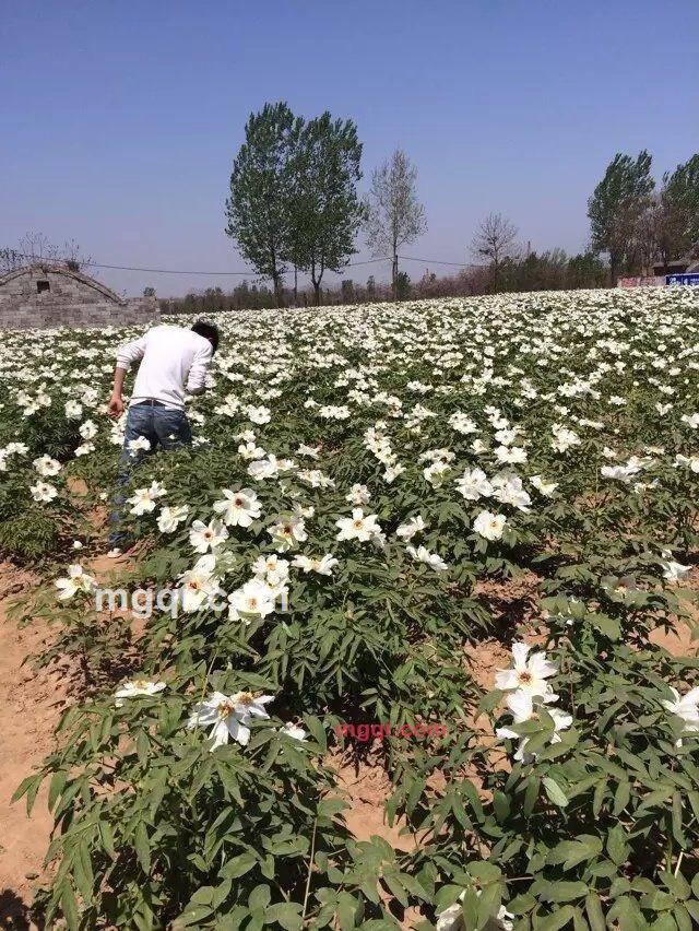 *龙强的第21张照片