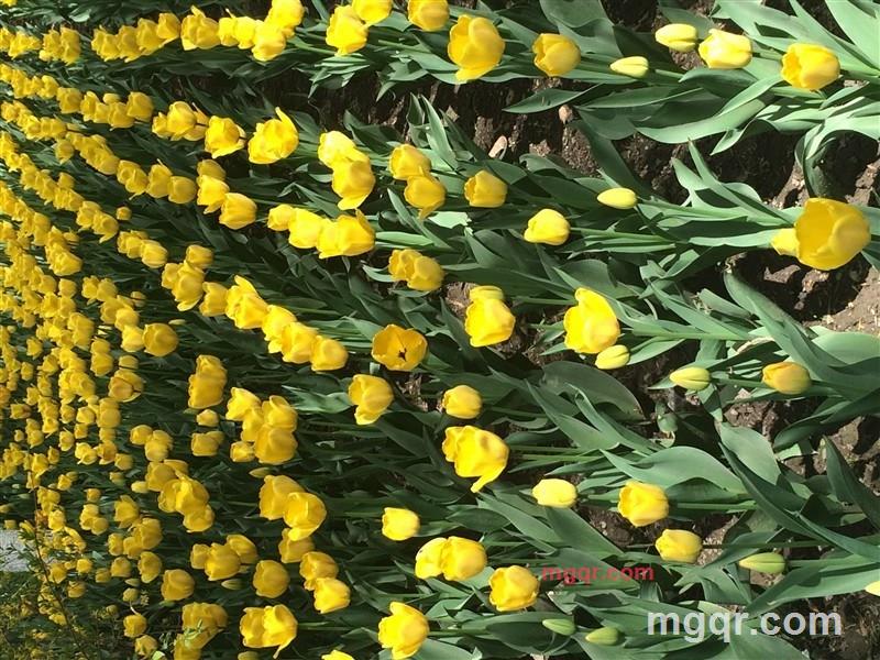 若，可以的第1张照片