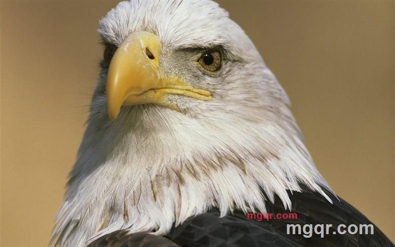 苏格拉底伯爵的第1张照片