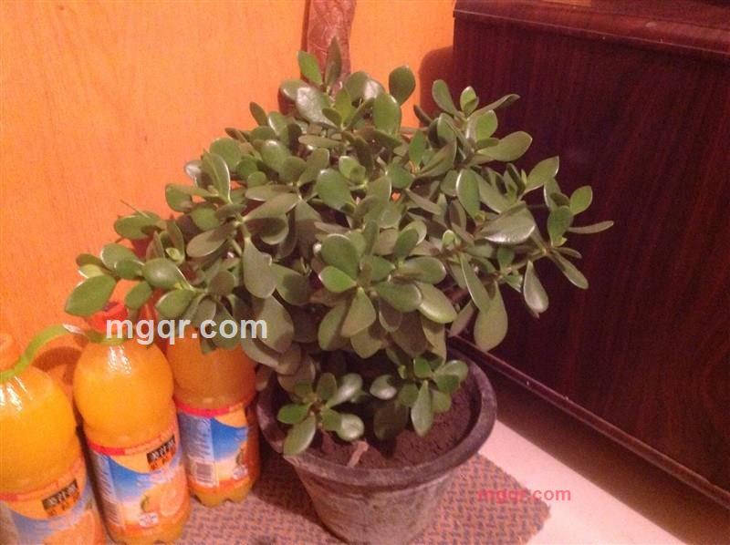 咖啡的香味的第1张照片