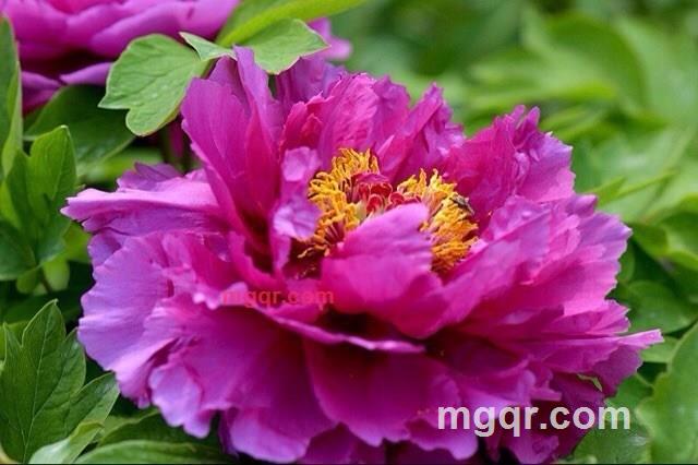 楚留香萧伯纳的第1张照片