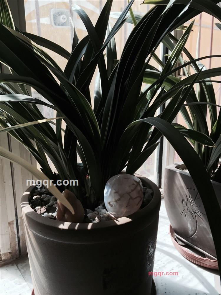 wdj1002的第3张照片