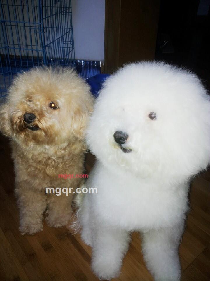 wdj1002的第2张照片