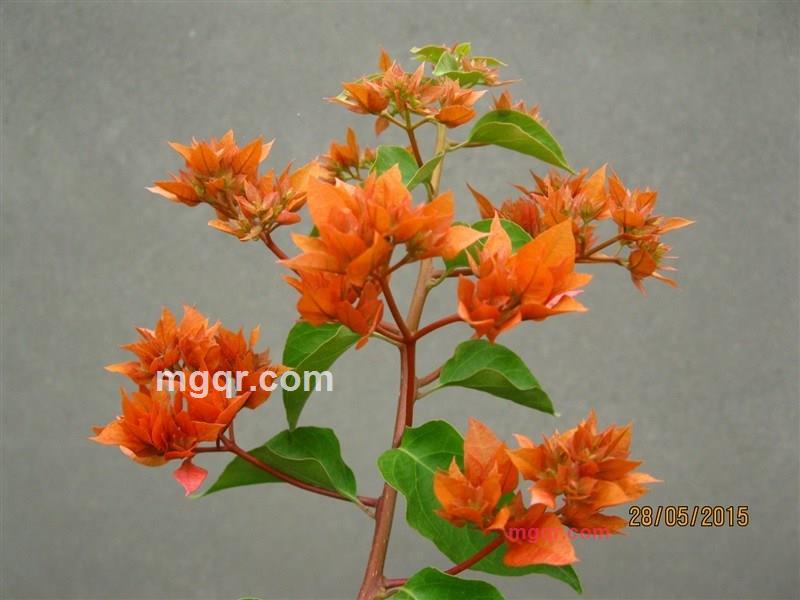 蓉_一杯清茶的第2张照片