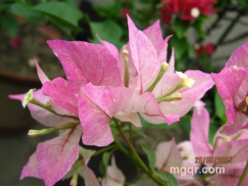 蓉_一杯清茶的第1张照片