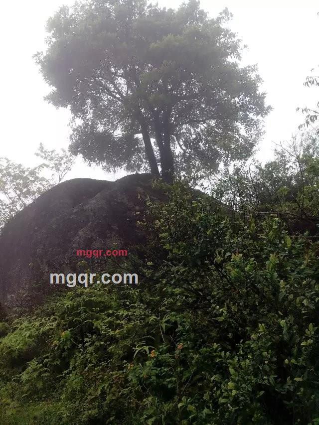 nz134的第3张照片