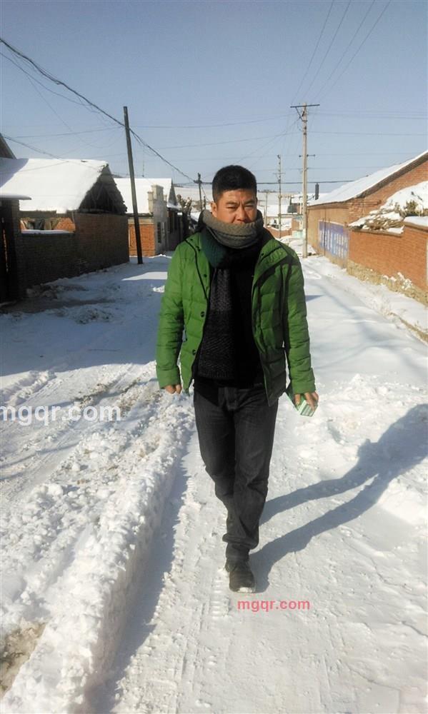 高原牦牛的第3张照片