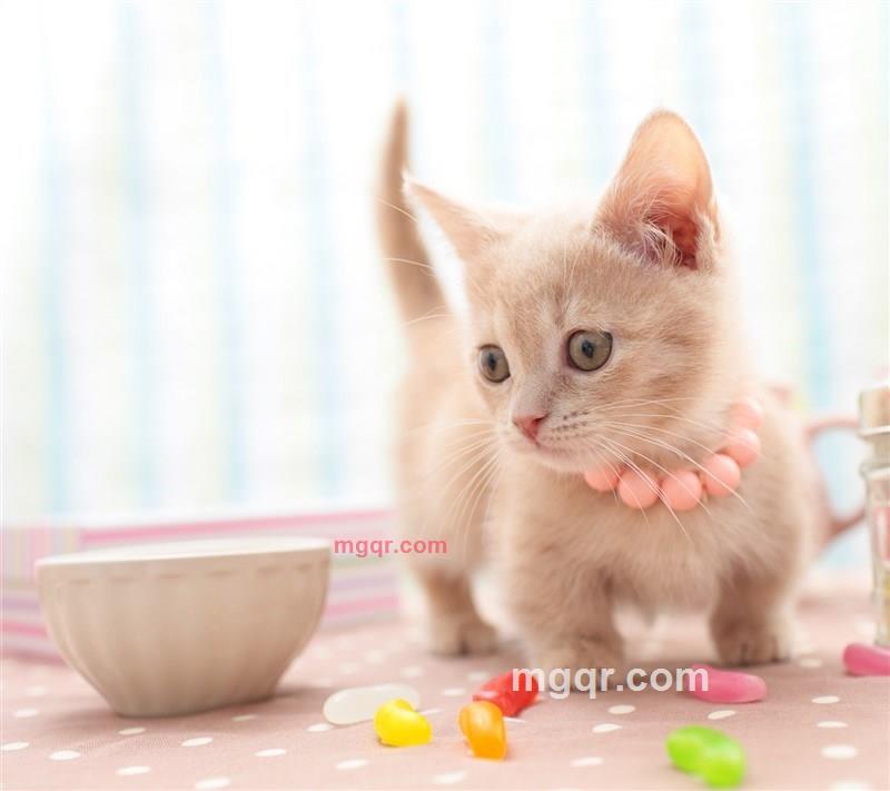 灯心草的第1张照片