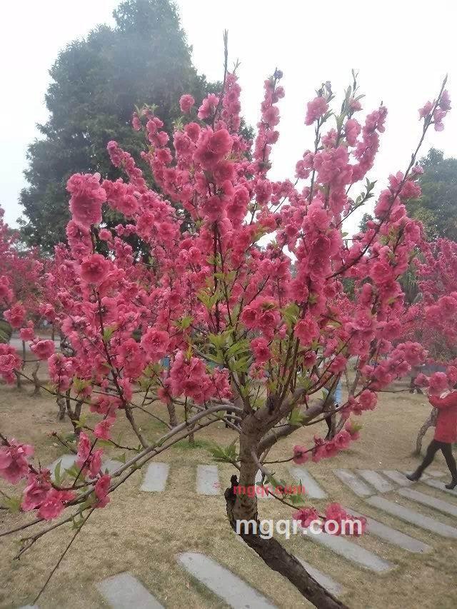 苦难人的第2张照片