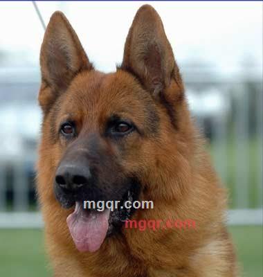 德牧人的第1张照片