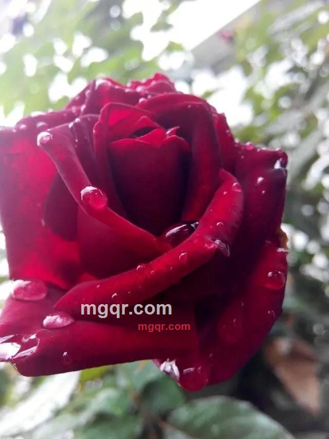 步下红尘的第4张照片