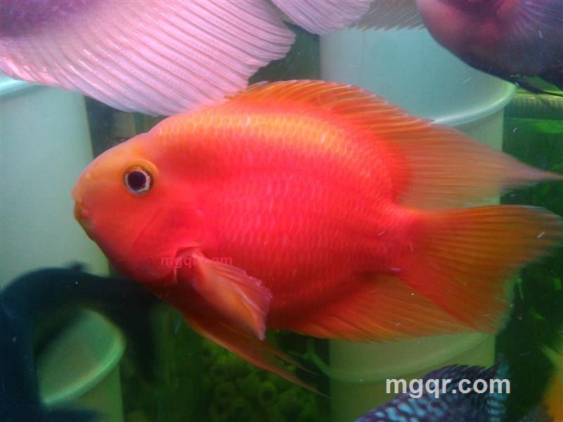 半生缘续的第1张照片