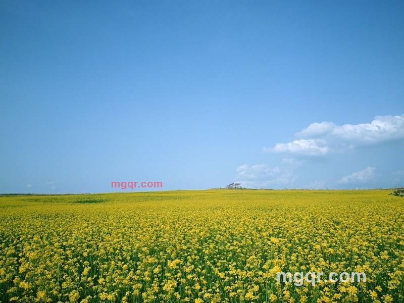 谁愿意养我的第3张照片