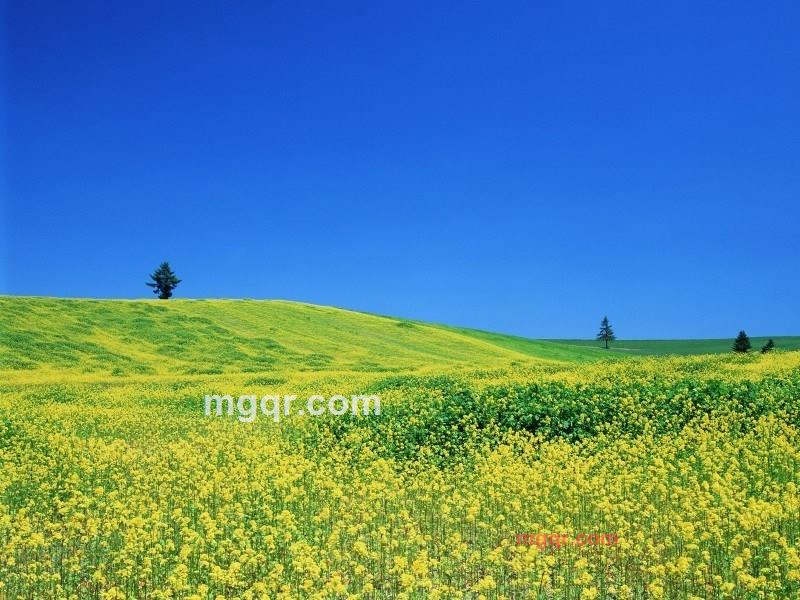 谁愿意养我的第2张照片