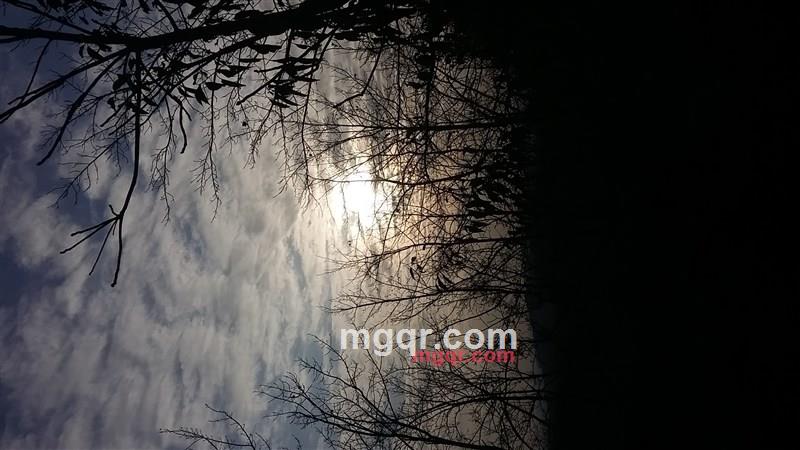 一只哈巴狗的第3张照片