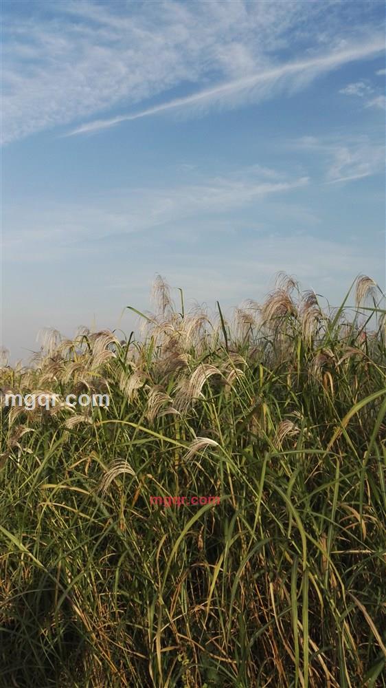 tom333的第2张照片