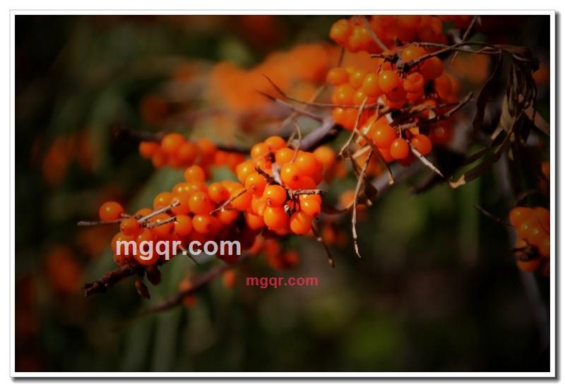 麦岛的第6张照片