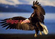 善音朝克图的第1张照片