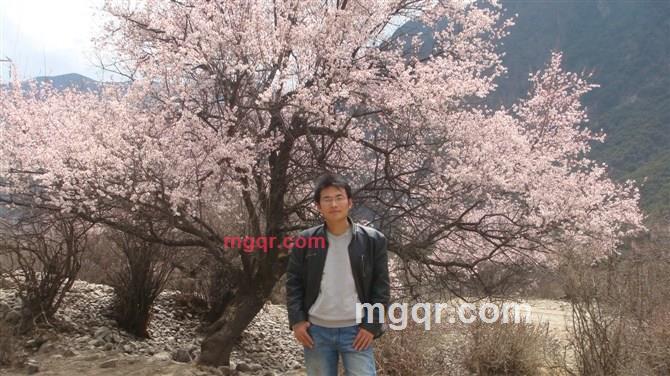 梧桐盛夏的第1张照片