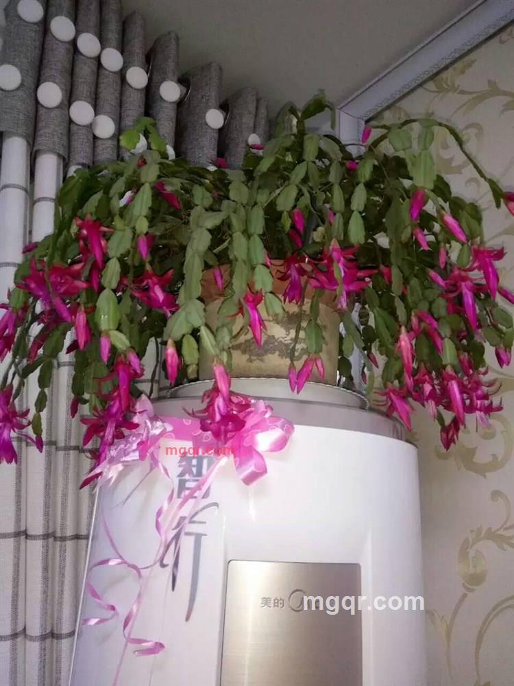 金琳飞天的第6张照片